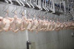 Industrie agroalimentaire - poulets